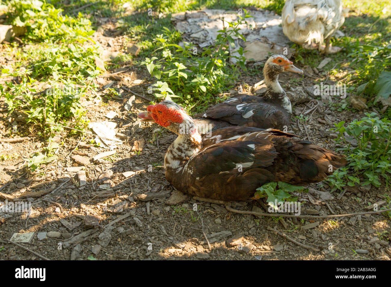 Duck Near Me Explains Habitat, Species, and Interactions