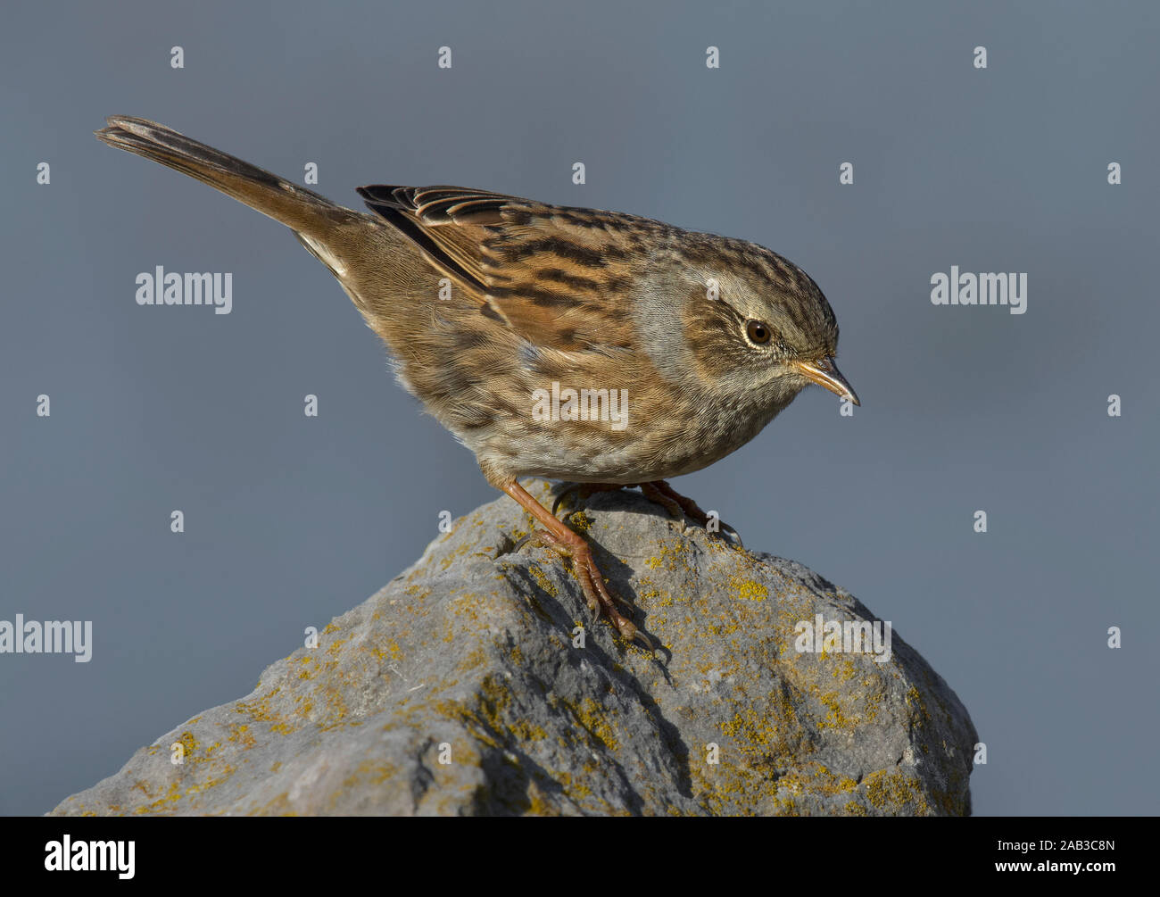 Dunnock, Prunella modularis, perched on rock, against pale blue sky, Morecambe bay, UK Stock Photo