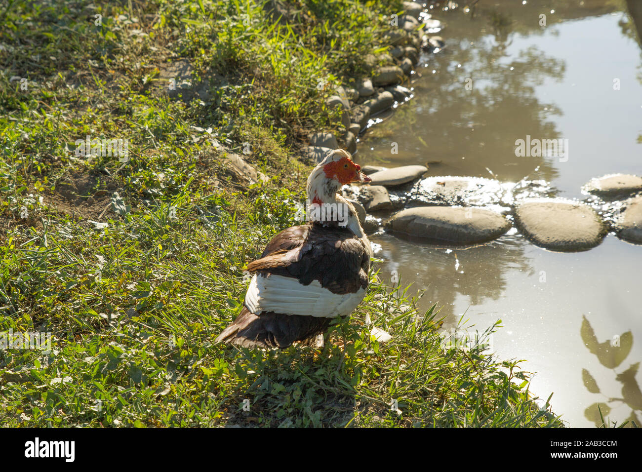 Duck near water. Poultry farm. Rural life Stock Photo Alamy