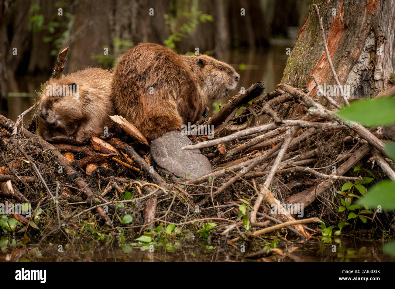 North American Beaver (Castor canadensis) male (right) and female (left) on their lodge in Caddo Lake, near the town of Uncertain, Texas, USA. Stock Photo