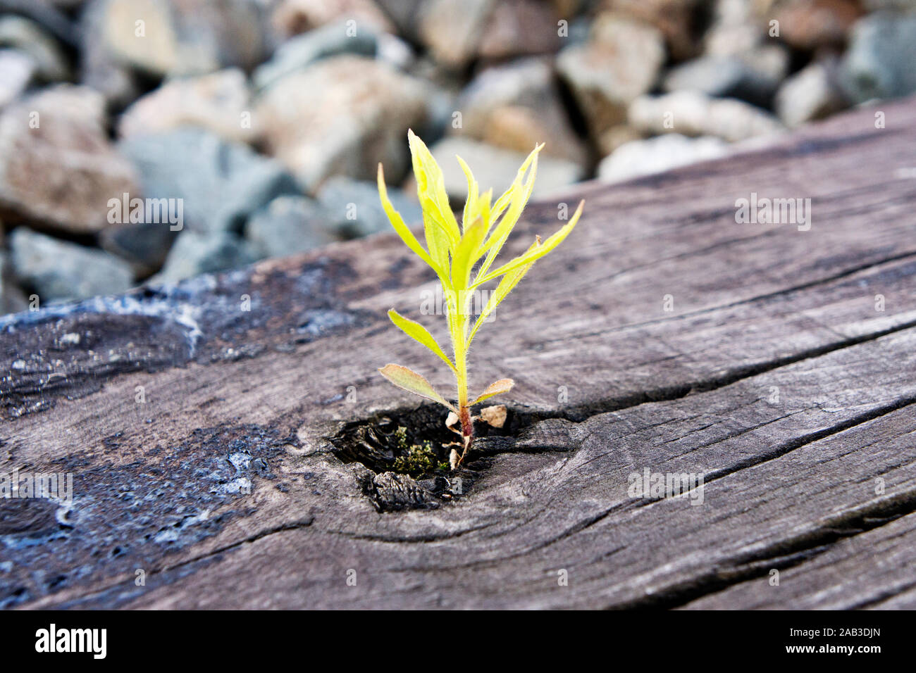 Eine Pflanze wächst in einer Bahnschwelle |A plant growing in a railway sleeper| Stock Photo