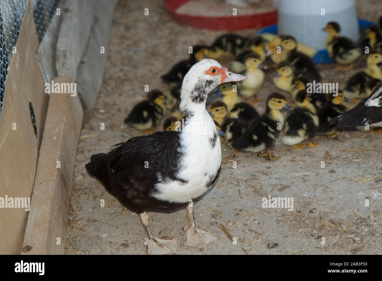 Duck with ducklings in the poultry farm. Rural life Stock Photo Alamy