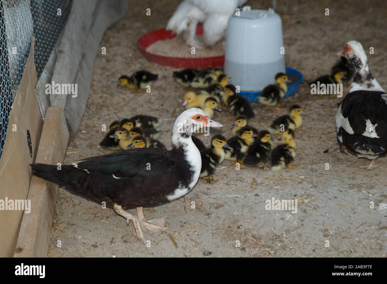 Duck with ducklings in the poultry farm. Rural life Stock Photo Alamy