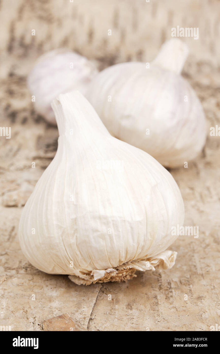 Knoblauch |Garlic| Stock Photo