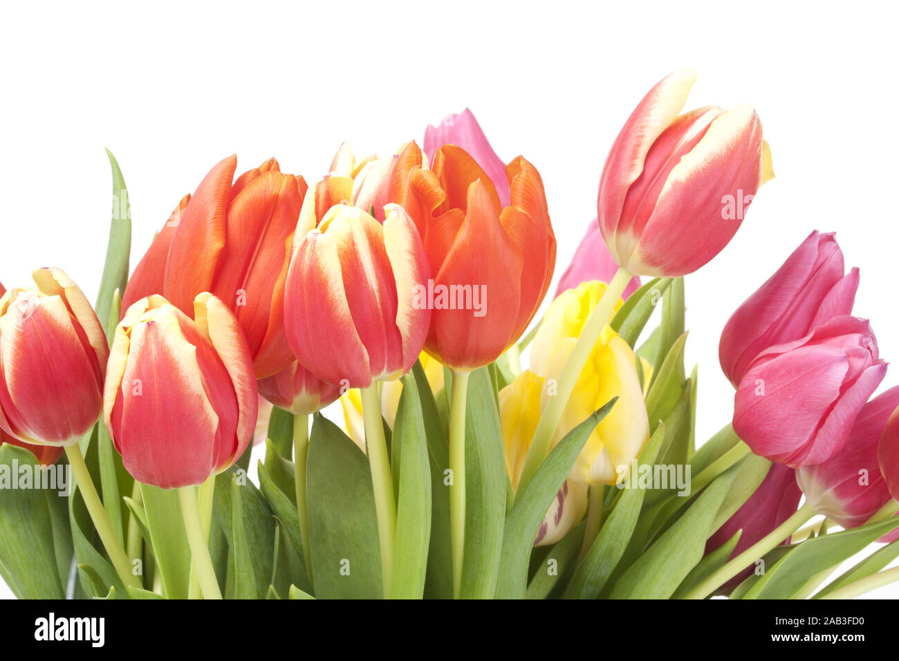 Strauss mit Tulpen |Bouquet of Tulips| Stock Photo