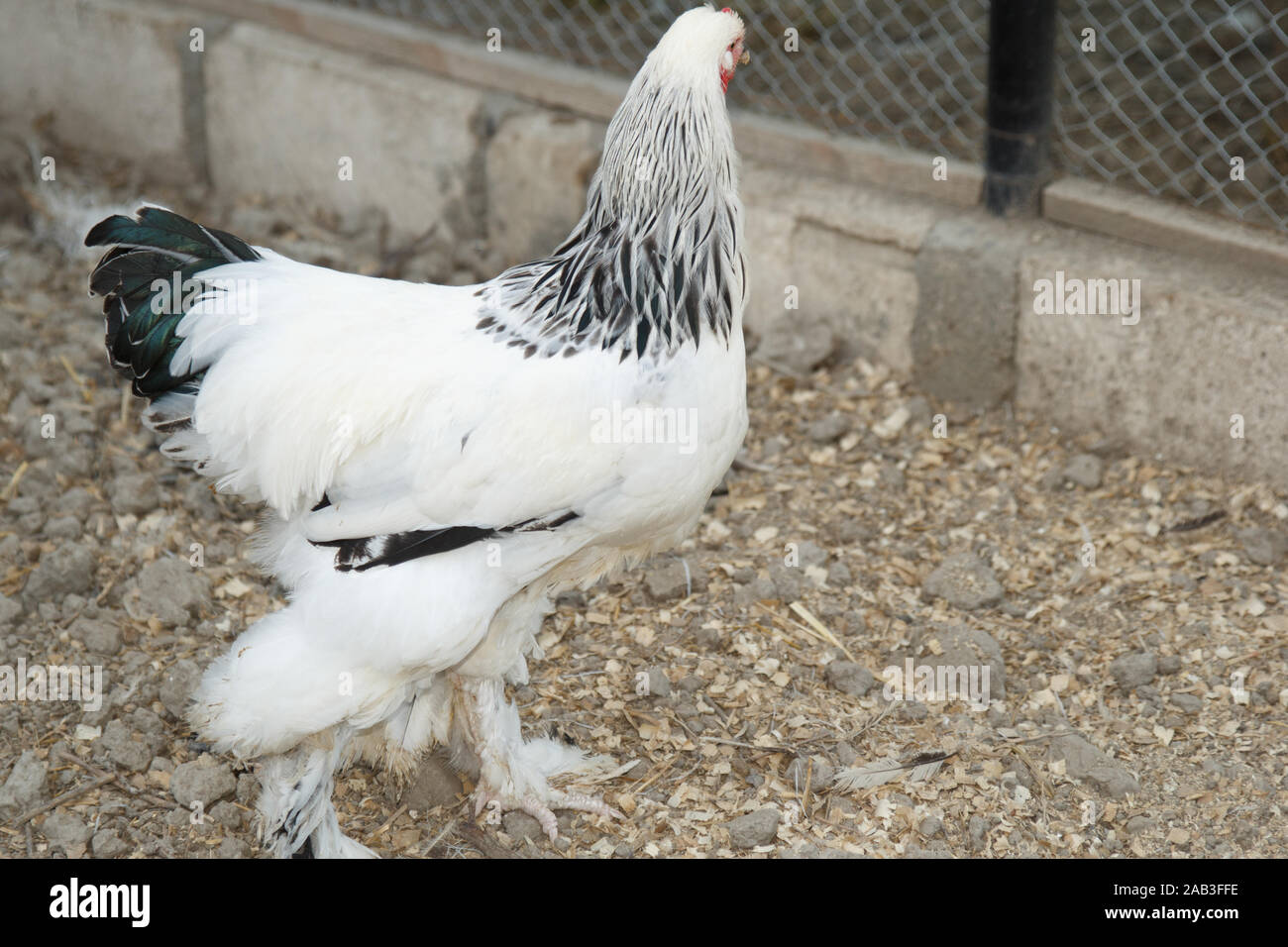 White australorp chicken in the poultry farm. Rural life Stock Photo