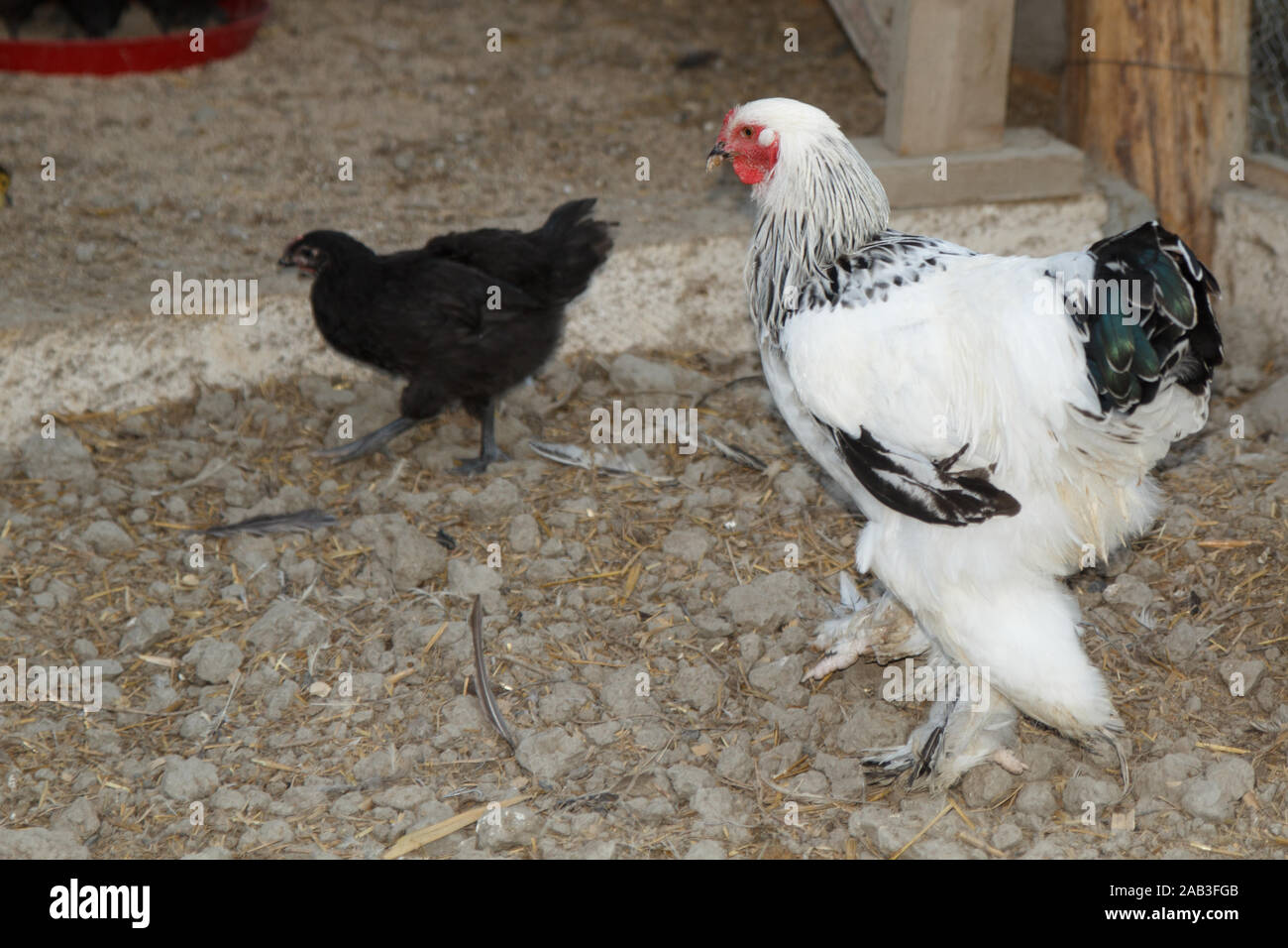 White australorp chicken in the poultry farm. Rural life Stock Photo