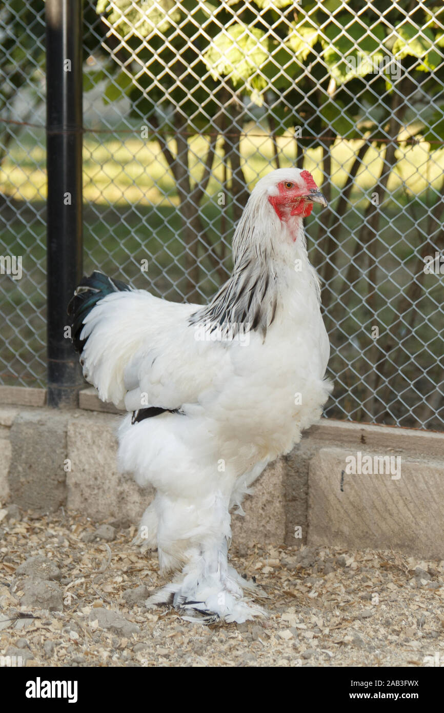 White australorp chicken in the poultry farm. Rural life Stock Photo