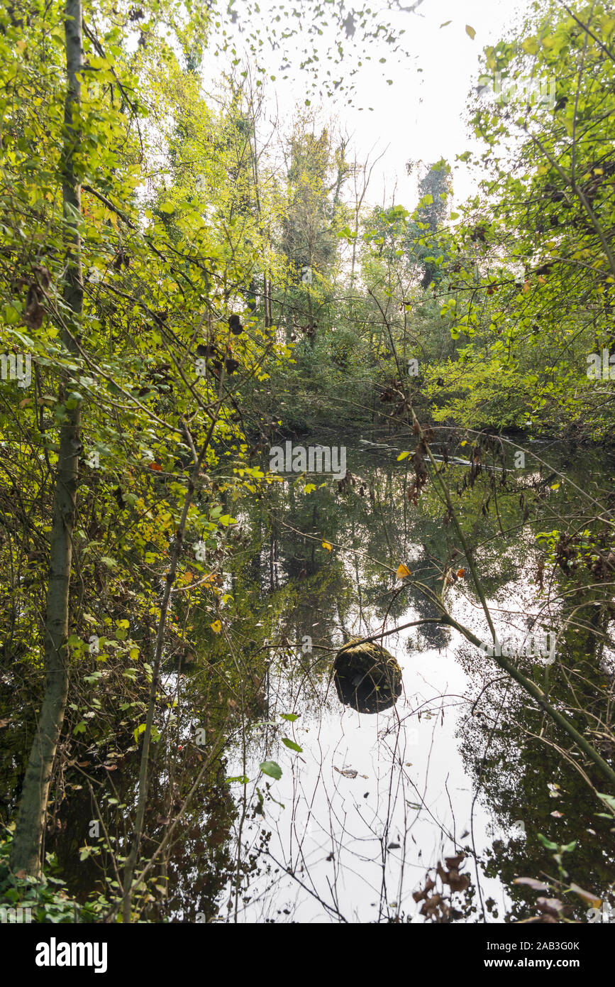 veduta di uno stagno d'acqua un bosco in autunno Stock Photo - Alamy