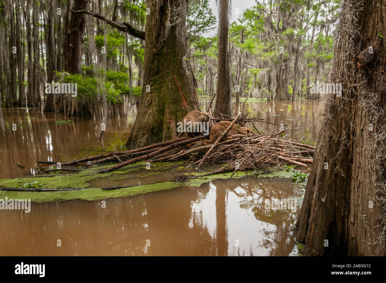 A North American Beaver (Castor canadensis) family on their lodge in Caddo Lake, near the town of Uncertain, Texas, USA. Stock Photo