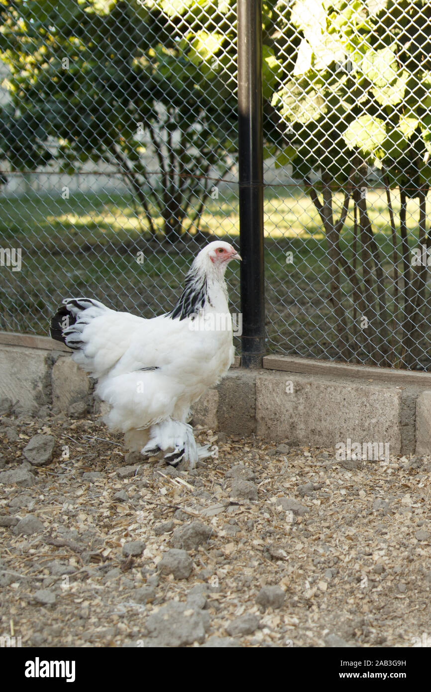 White australorp hen walking in the yard. Poultry farm. Rural life