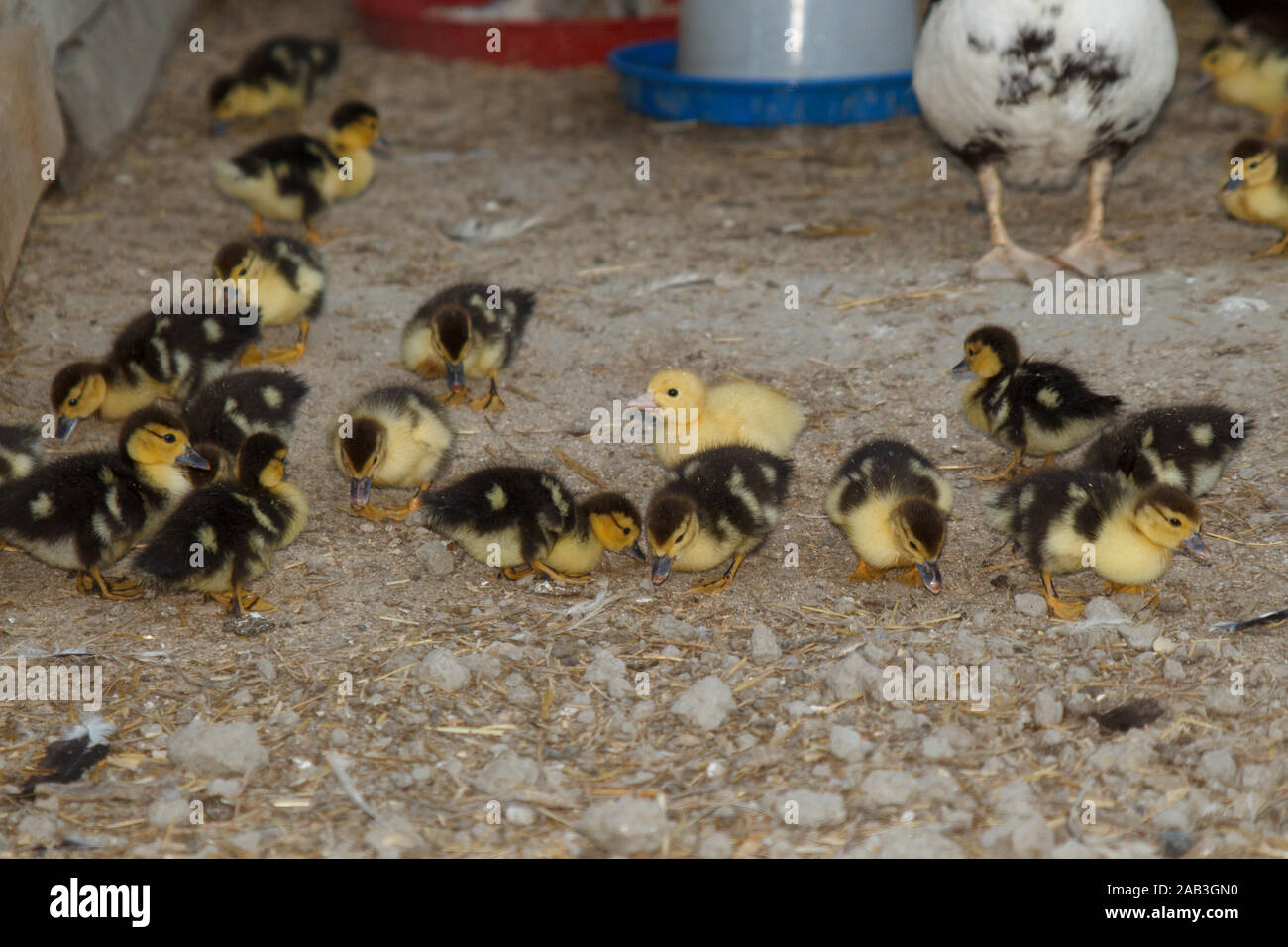 Duck with ducklings in the poultry farm. Rural life Stock Photo Alamy