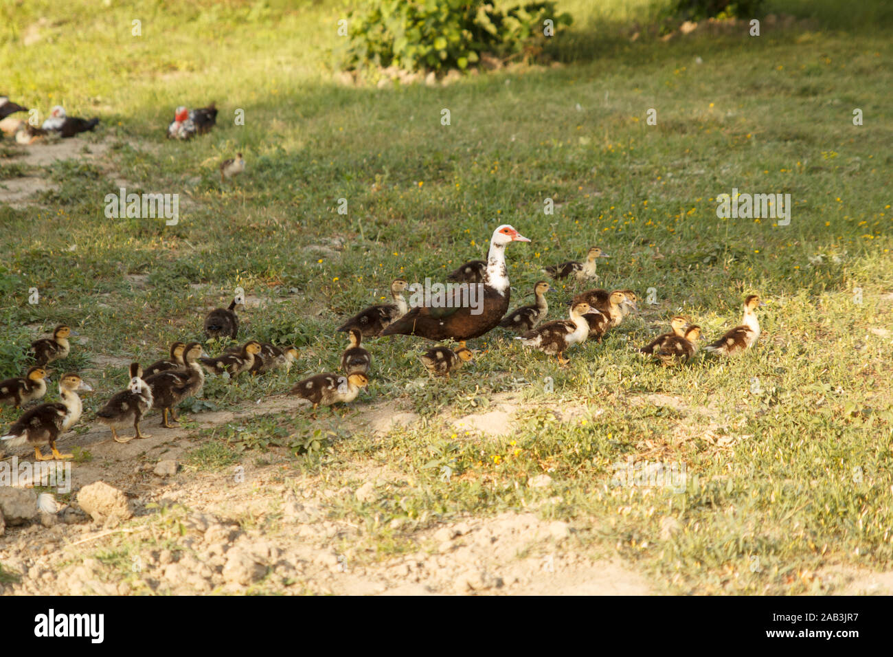 Mother duck walking with her ducklings on green meadow. Rural life. Poultry farm Stock Photo Alamy