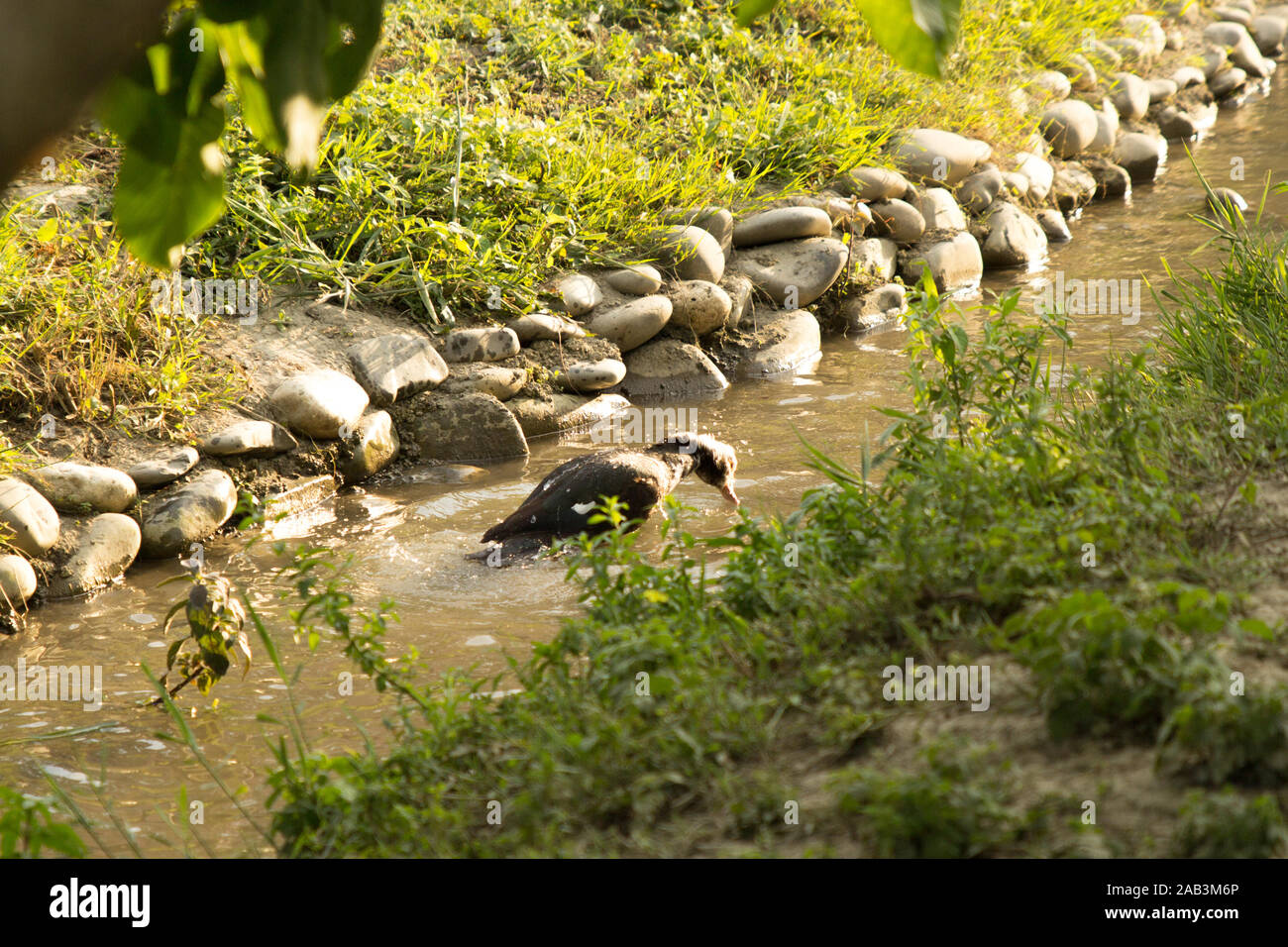 Duck bathing and swimming in river at sunny day. Poultry farming. Rural life. Slow living duck Stock Photo