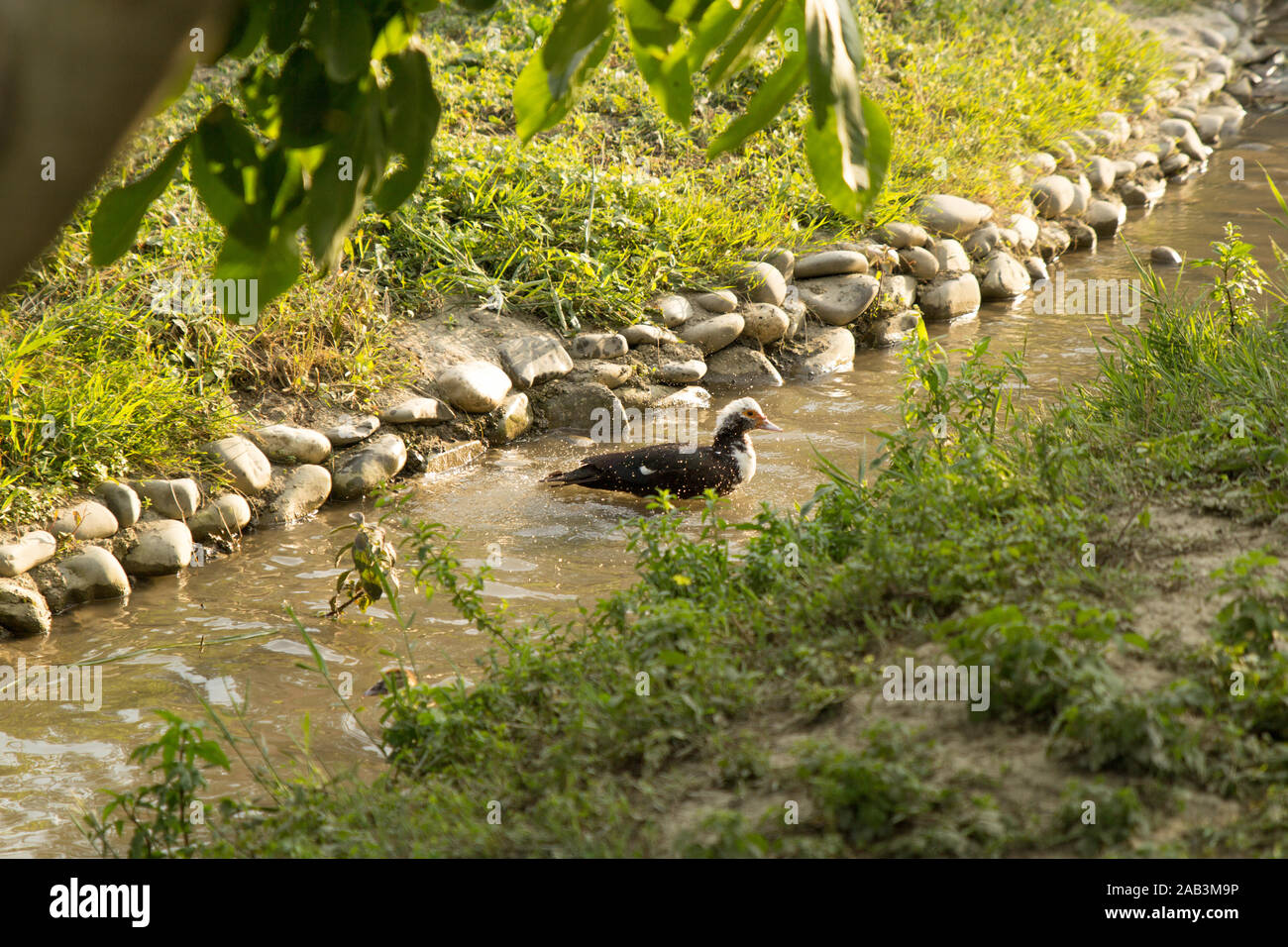 Duck bathing and swimming in river at sunny day. Poultry farming. Rural life. Slow living duck Stock Photo