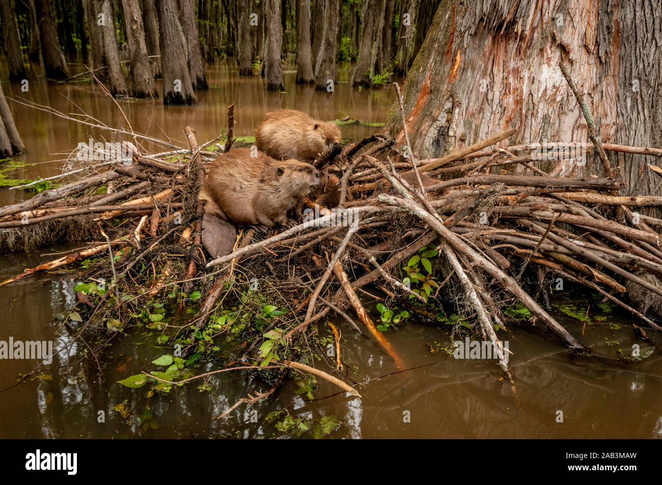 North American Beaver (Castor canadensis) male (front) and female (rear) on their lodge in Caddo Lake, near the town of Uncertain, Texas, USA. Stock Photo