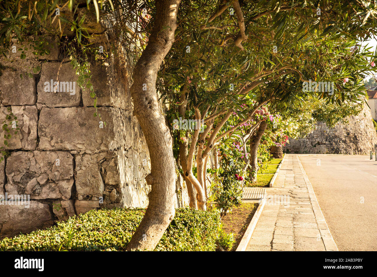 A detail of the promenade at Korcula town with the city walls and the beautiful Oleander trees and flowers on a sunny day in summer. Mediterranean pla Stock Photo