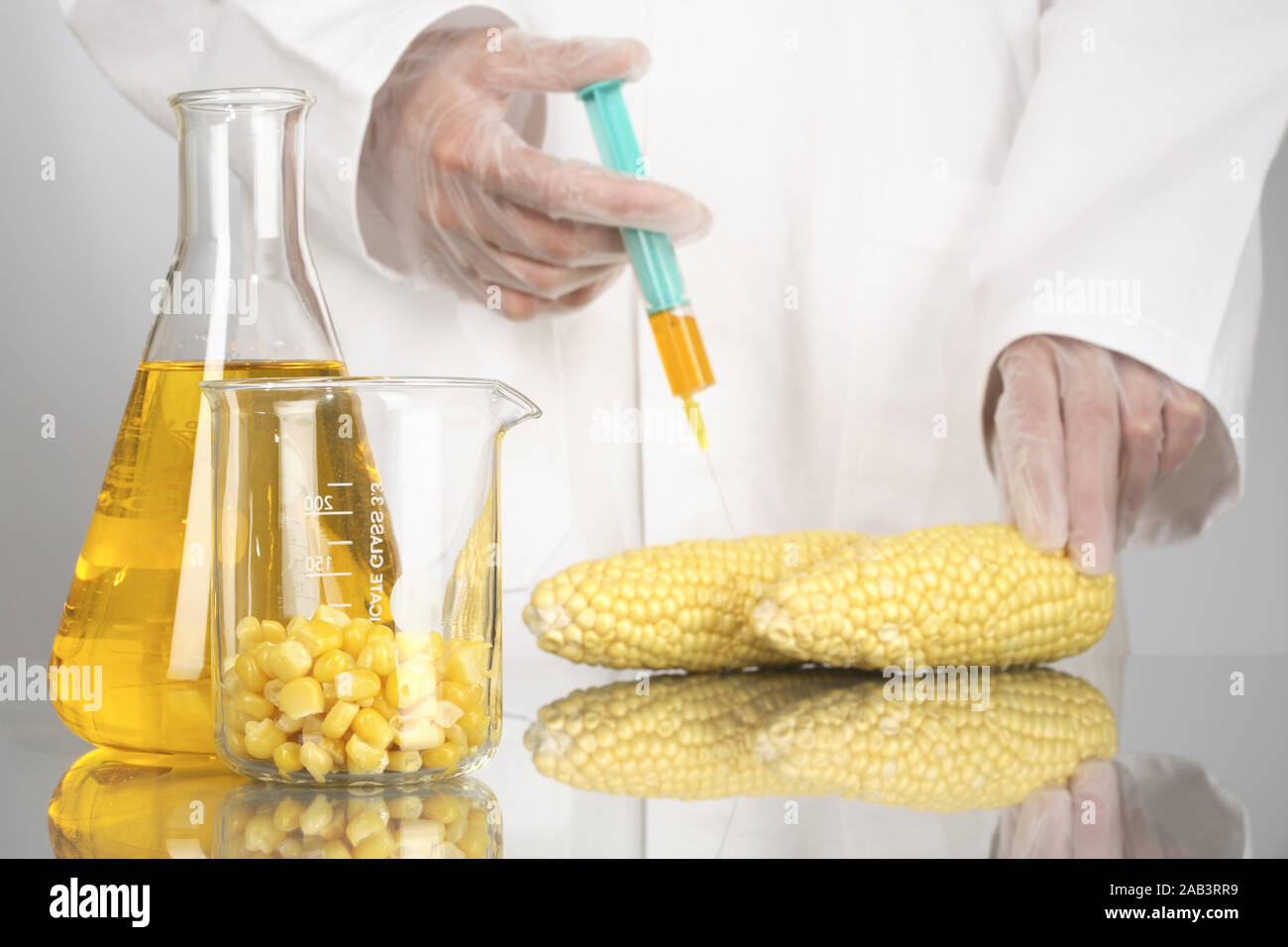 Untersuchung von Mais im Labor Stock Photo