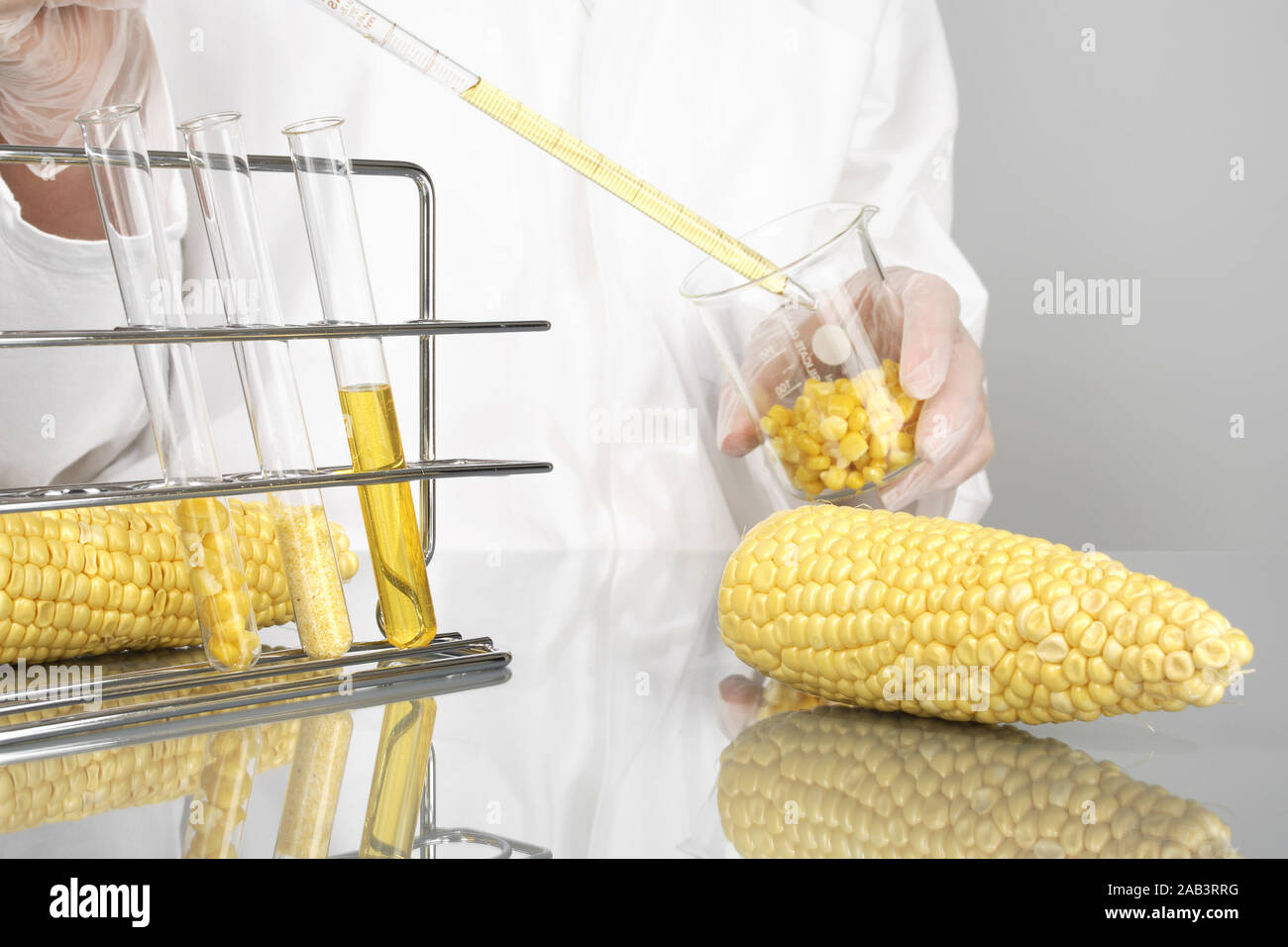 Untersuchung von Mais im Labor Stock Photo