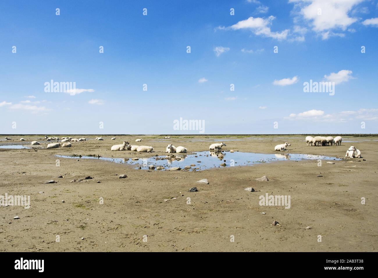 Schafe im Watt Stock Photo