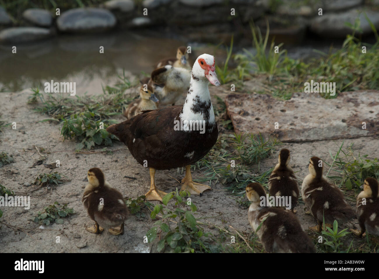Mother duck walking with its ducklings in green garden near the river. Rural life. Poultry