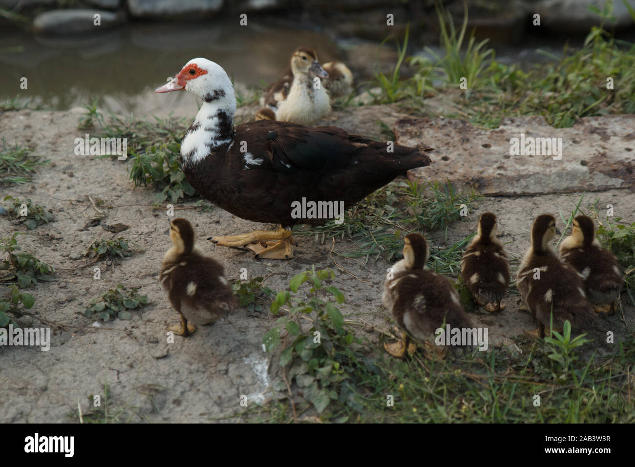 Mother duck walking with its ducklings in green garden near the river. Rural life. Poultry