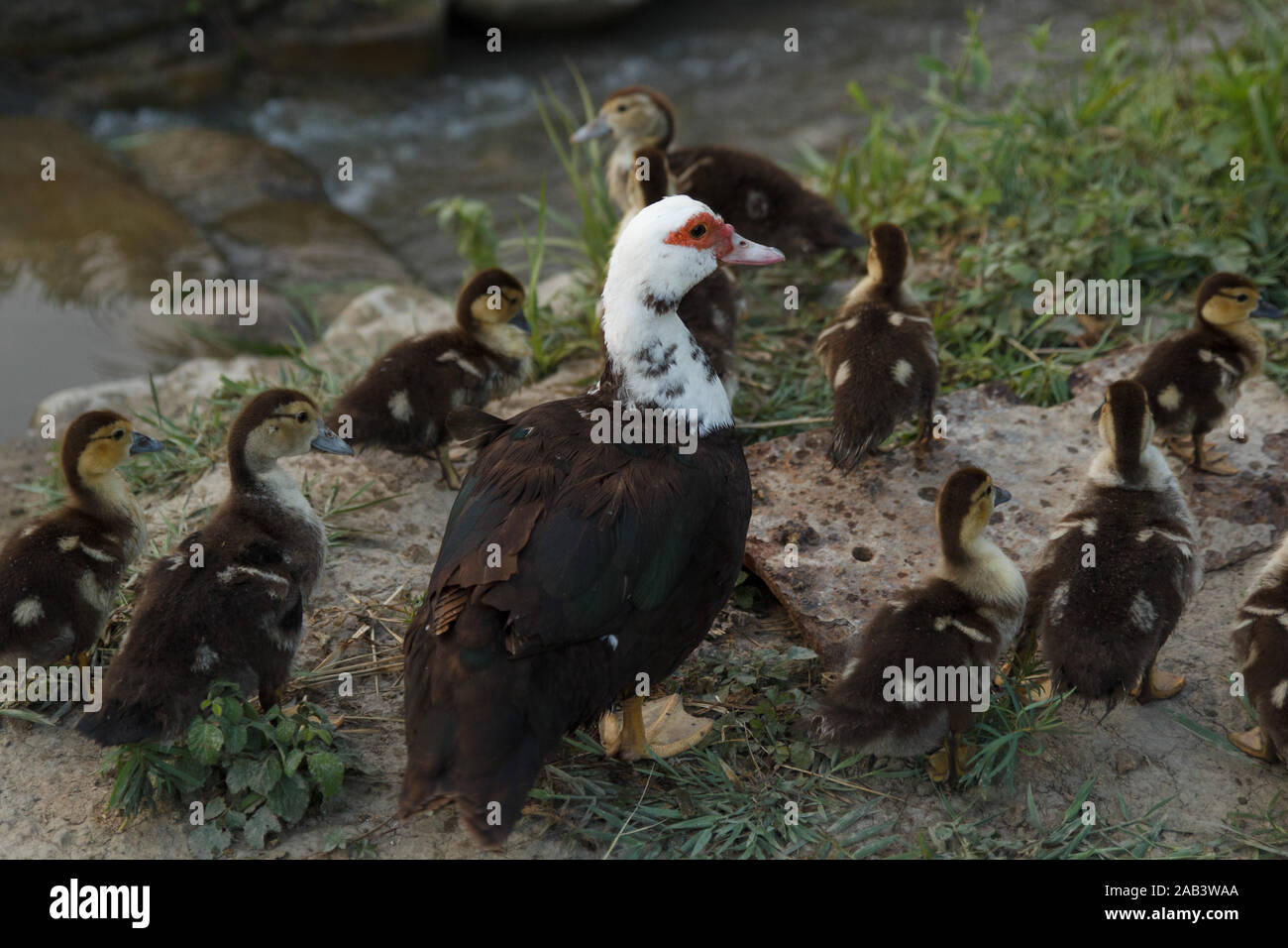 Mother duck walking with its ducklings in green garden near the river. Rural life. Poultry