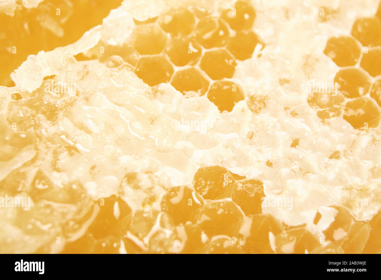 Nahaufnahme einer Honigwabe |Close-up of a honeycomb| Stock Photo