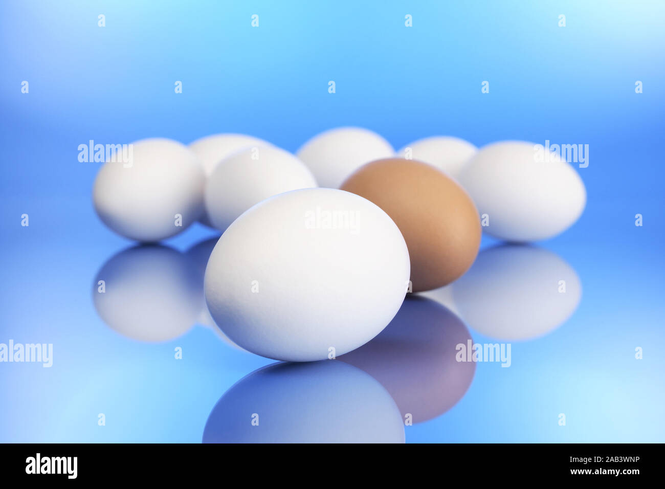 Frische Eier |Fresh eggs| Stock Photo