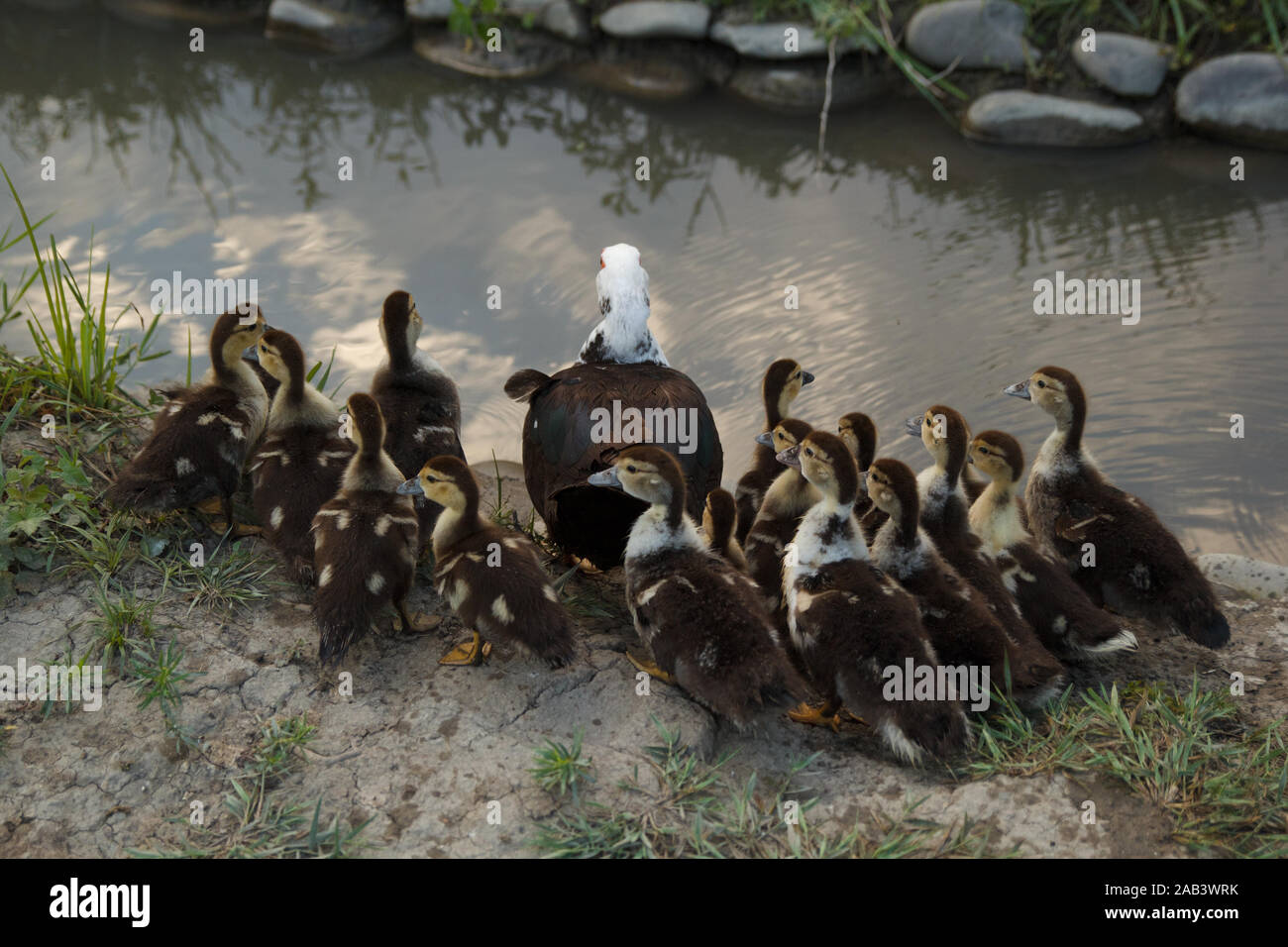 Mother duck walking with its ducklings in green garden near the river. Rural life. Poultry