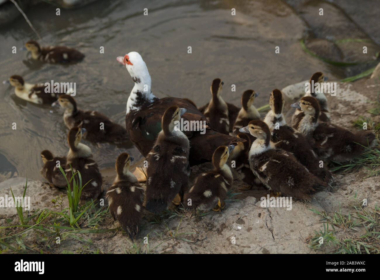 Mother duck coming into the river with its ducklings in green garden. Rural life. Poultry