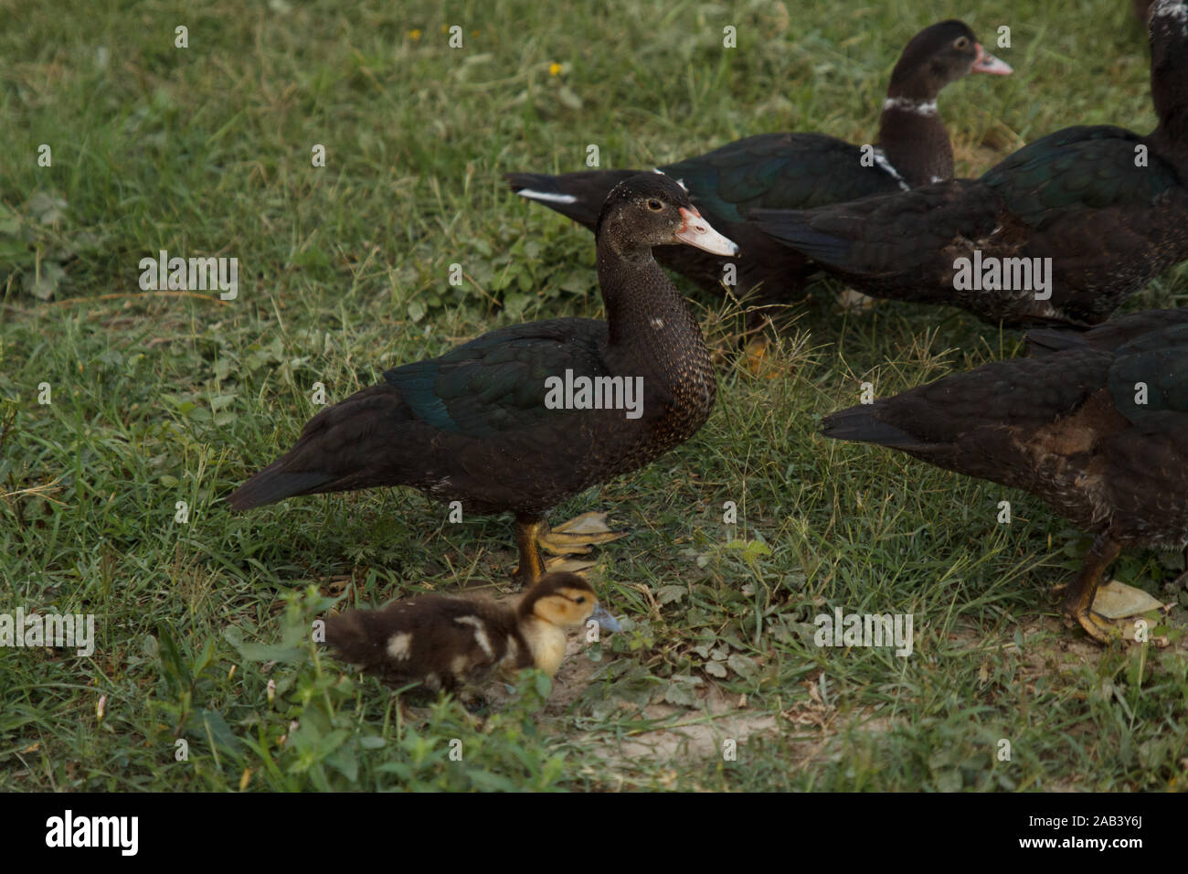 Duck family walking on meadow. Rural life. Poultry farming Stock Photo
