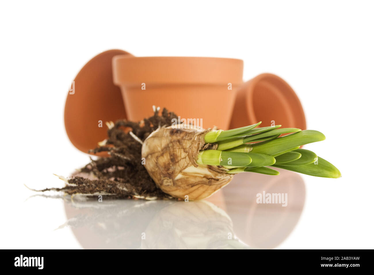 Narzissenknolle mit Blumentöpfe |Narcissus bulb with flower pots| Stock Photo
