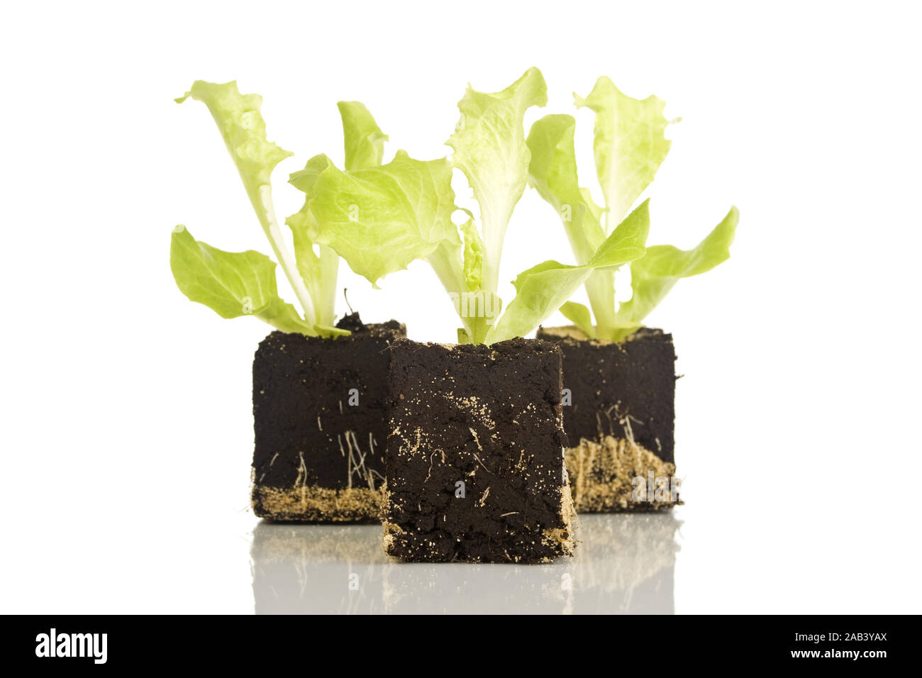 Salatpflanzen Setzlinge |Salad plant seedlings| Stock Photo