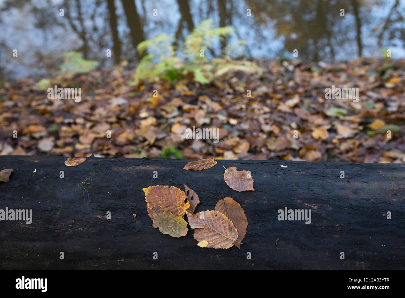 Fallen leaves lying on the trunk of a fallen tree along streamlet 'Leubeek' at nature reserve 'Leudal', Netherlands Stock Photo