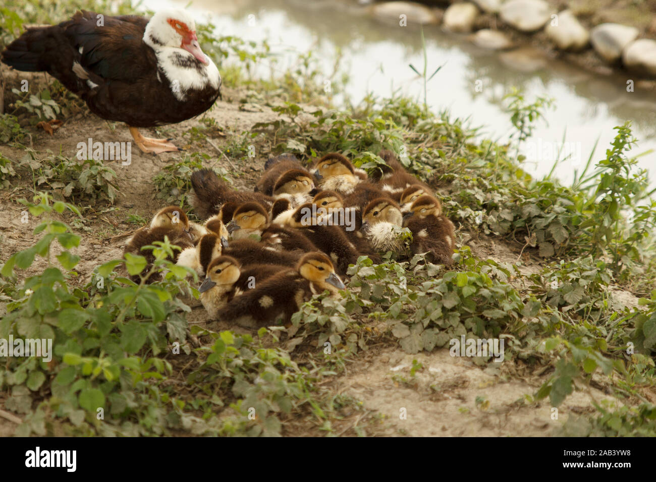 Mother duck walking with its ducklings in green garden near the river. Rural life. Poultry
