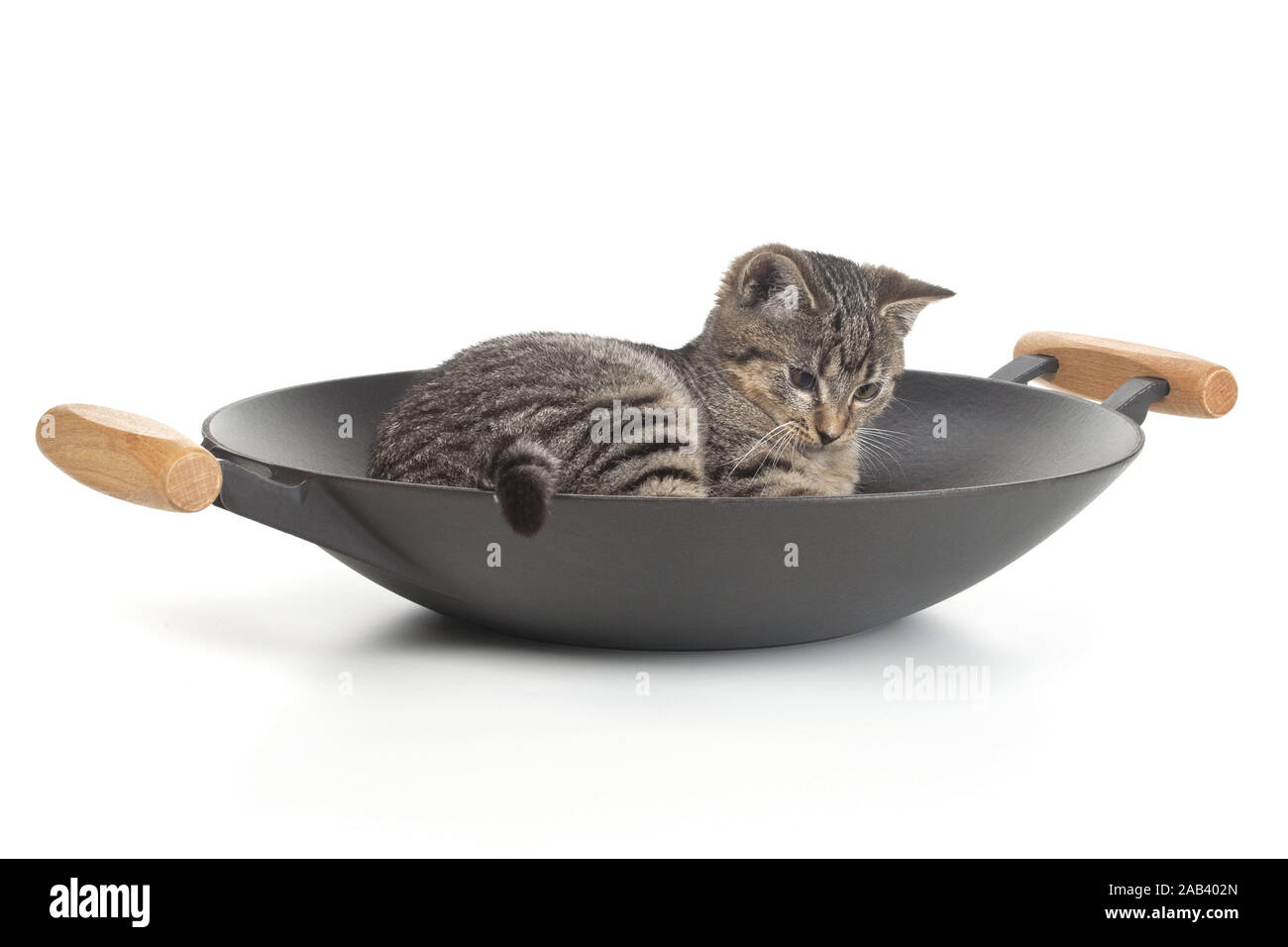Junge Katze in einem Wok |Kitten in a wok| Stock Photo - Alamy
