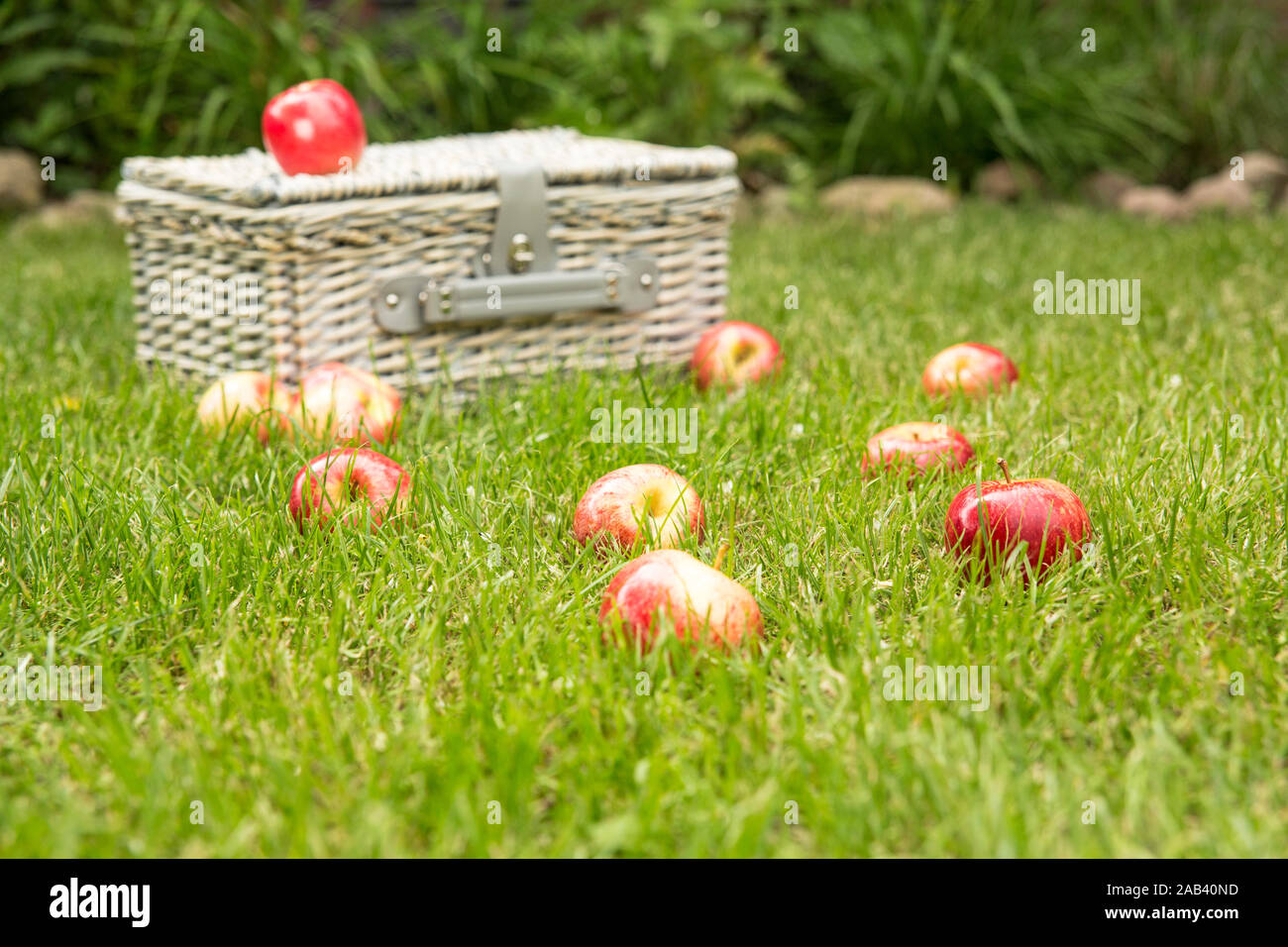 Frische Äpfel zusammen mit einem Picknickkorb auf grünen Rasen |Fresh apples along with a picnic basket on green grass| Stock Photo
