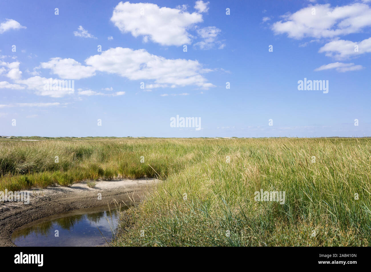 Salzwiesen an der Nordseeküste am Strand von St. PeterOrding Salt