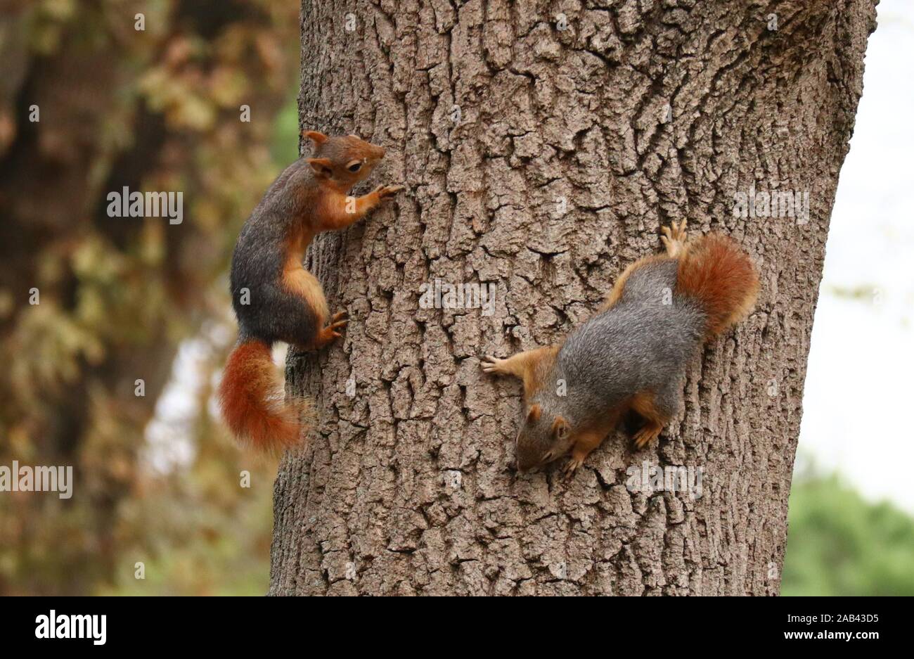 Istanbul Turkey 25th Nov 2019 Squirrels Are Seen At Emirgan