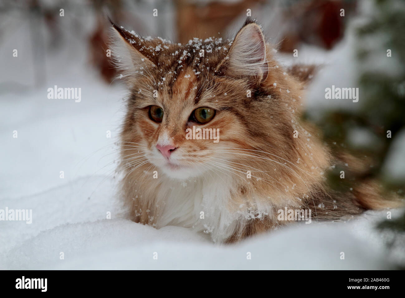 cute norwegian forest cat