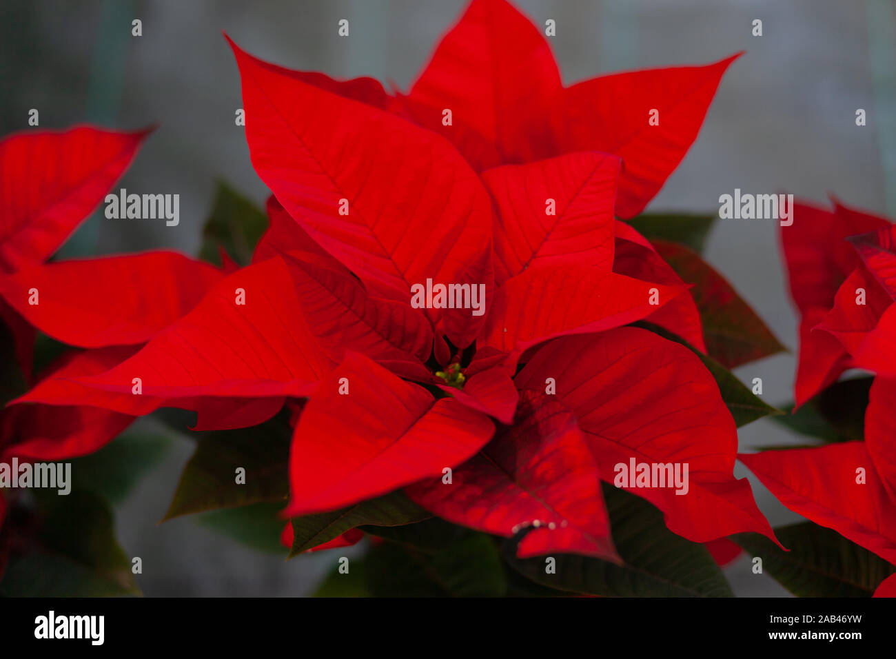 Red poinsettia flower, also known as the Christmas star or Bartholomew star. New year winter holiday xmas. Stock Photo