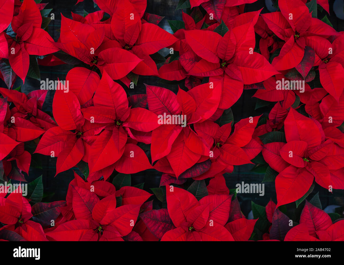 Red poinsettia flower, also known as the Christmas star or Bartholomew star. New year winter holiday xmas. Stock Photo