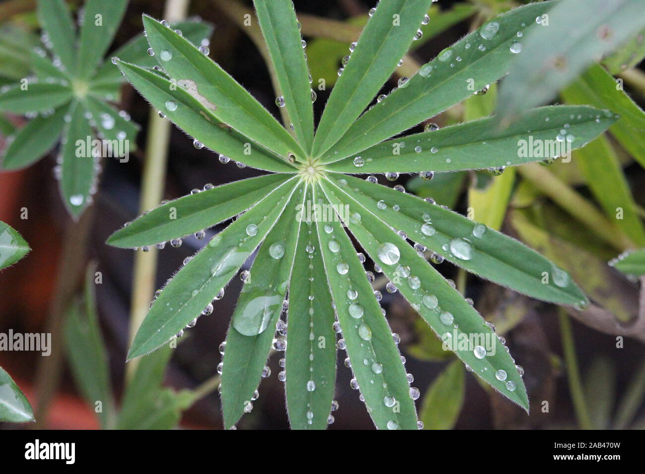A close up photograph of water droplets sat on the delicate leaves of a lupin plant. Stock Photo