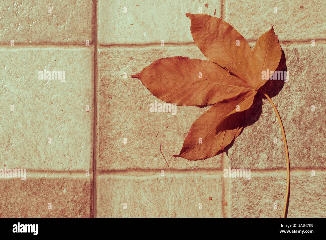 autumn dried leaves . Close up view of fallen leaves in autumn ...
