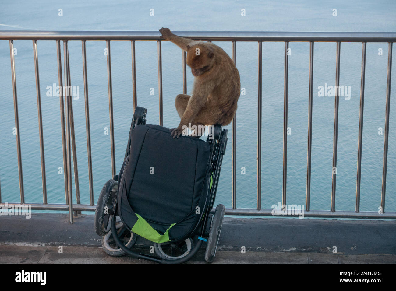 Ape climbs on to a childs push chair in Gibraltar Stock Photo
