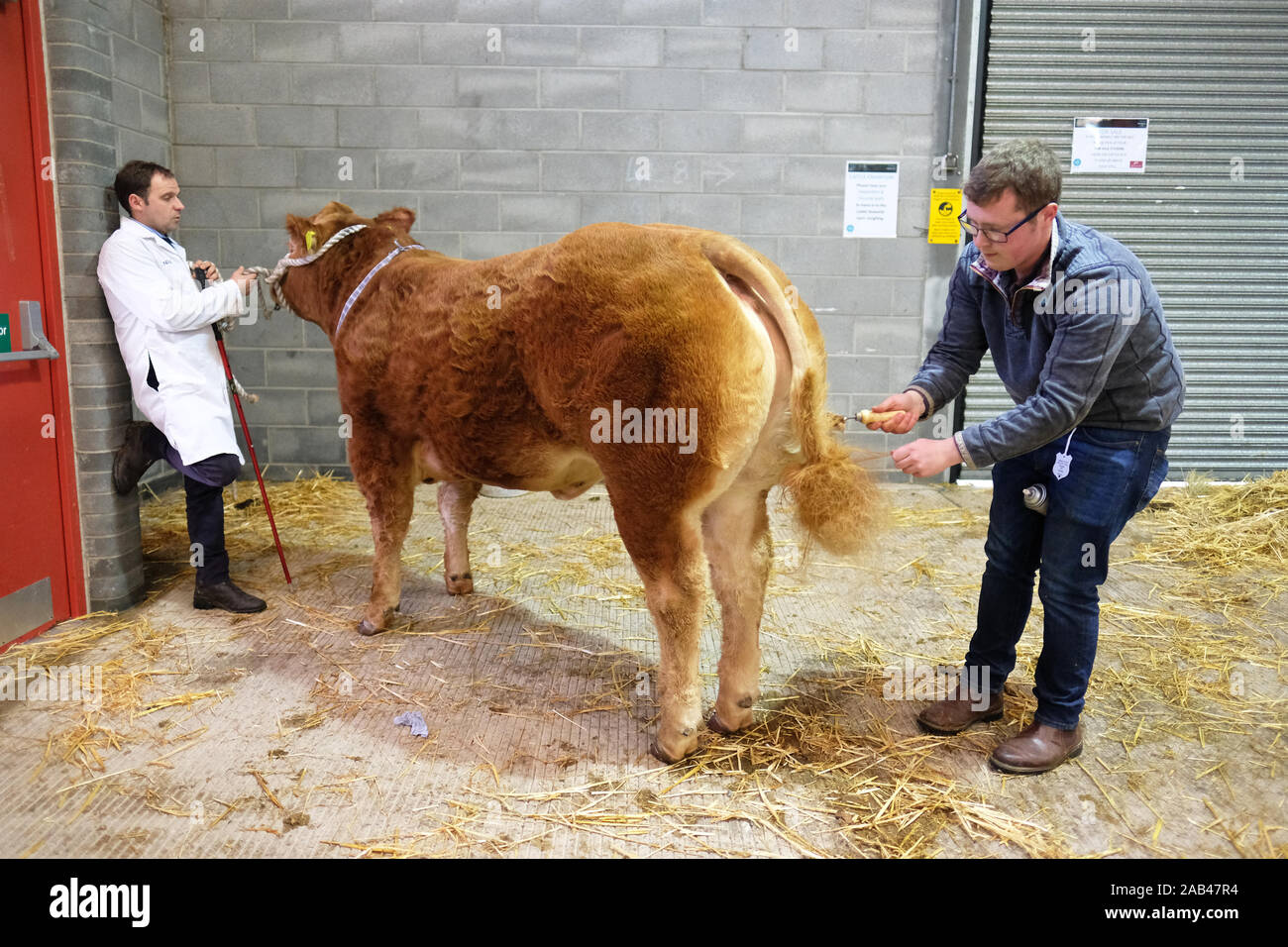 Royal Welsh Showground, Builth Wells, Powys, Wales, UK - Monday 25th November 2019 - Royal Welsh Winter Fair - Opening day of the 30th Royal Welsh Winter Fair. Farmers prepare cattle for display in the cattle ring. Credit: Steven May/Alamy Live News Stock Photo