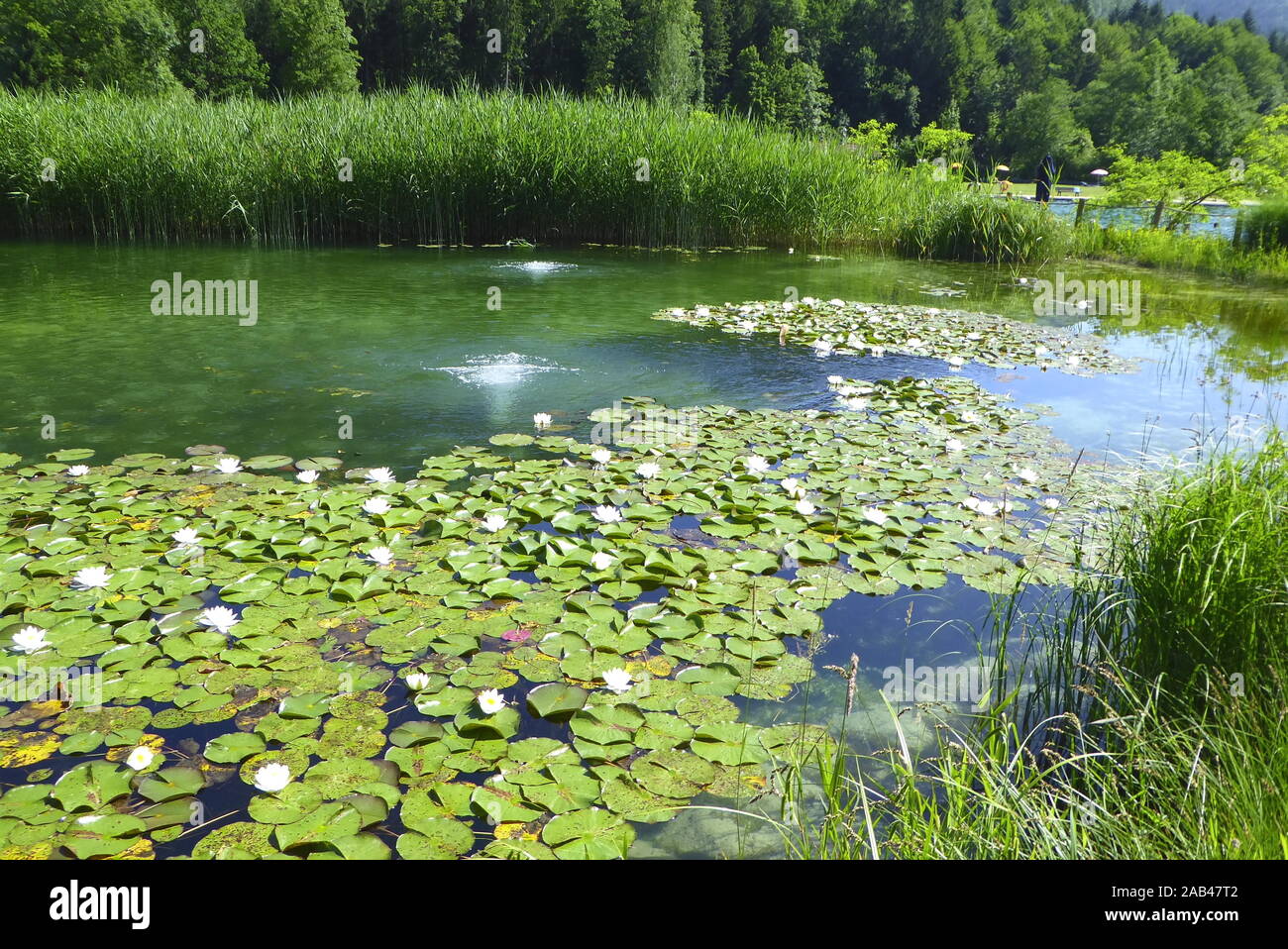 Naturbad Aschauer Weiher Stock Photo