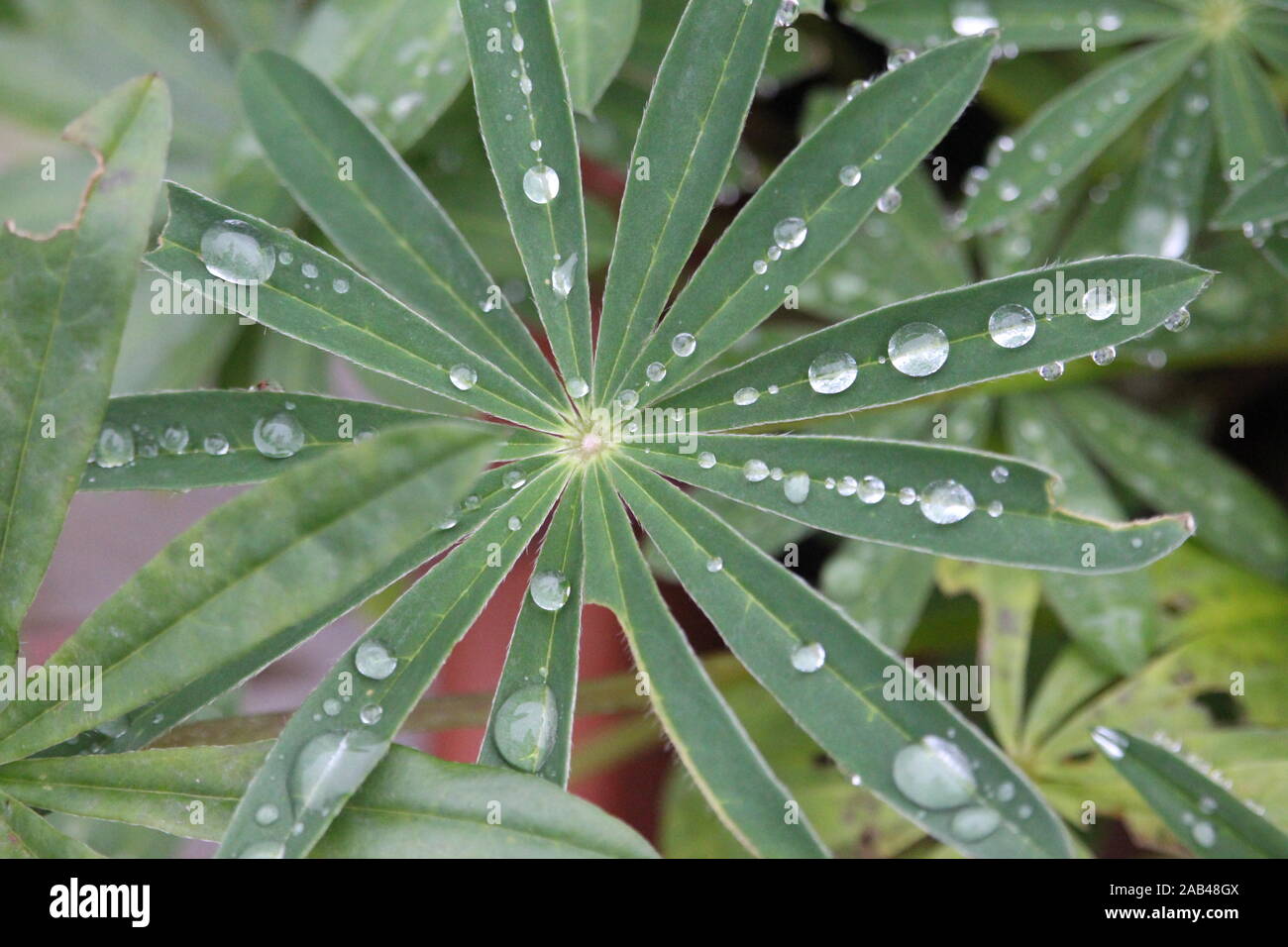 A close up photograph of water droplets sat on the delicate leaves of a lupin plant. Stock Photo