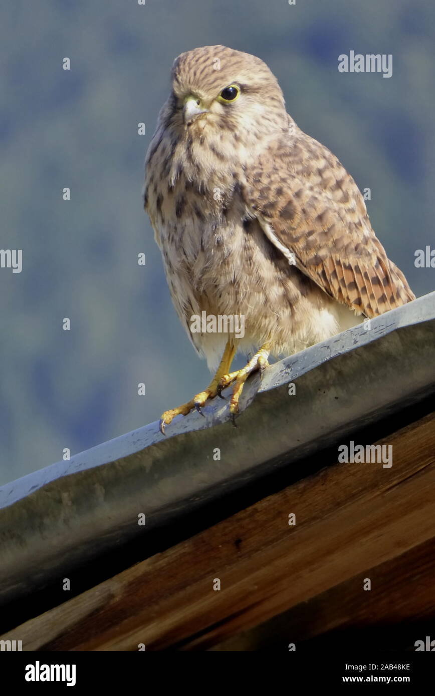 Junger Turmfalke, Falco tinnunculus Stock Photo